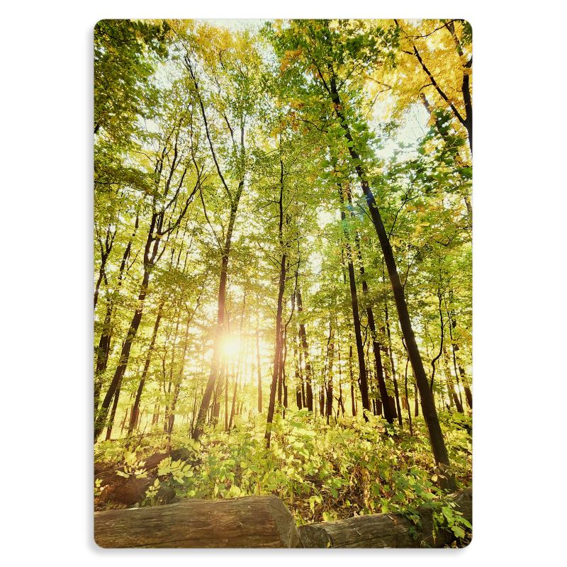 Light Within the Woods - Poster Print