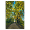 Pensive Promenade - Metal Prints