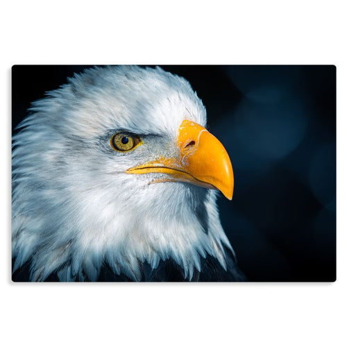 Far Sight - Metal Prints