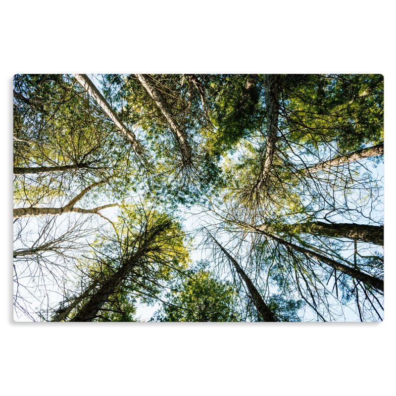 Canopy - Metal Prints