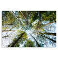 Canopy - Metal Prints
