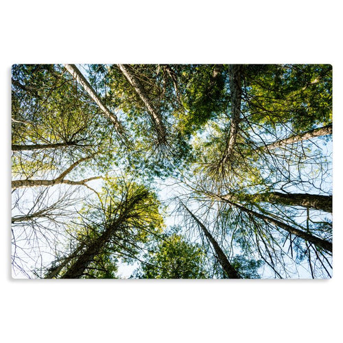 Canopy - Metal Prints