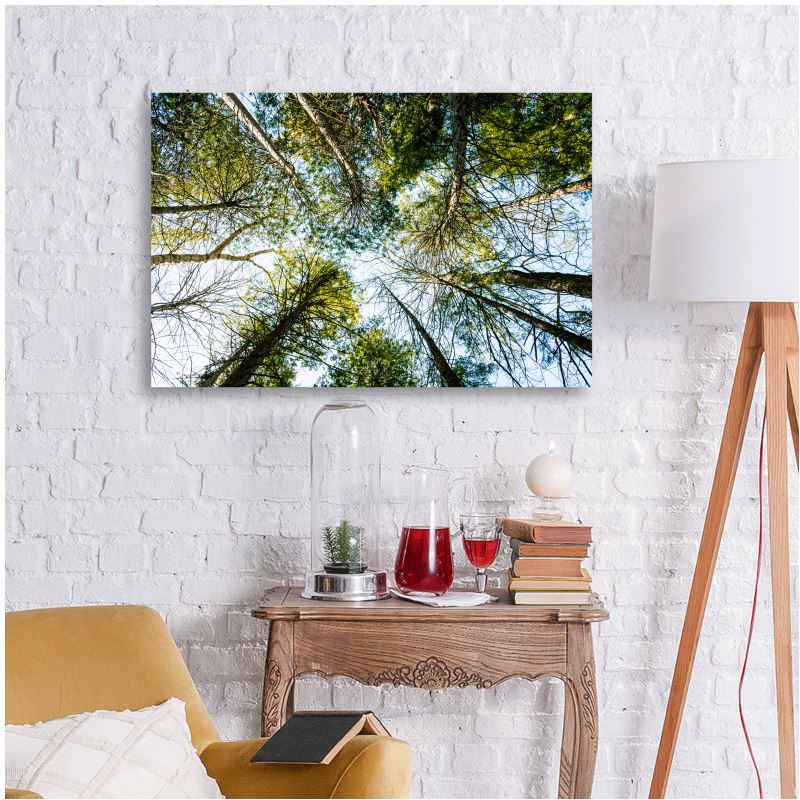 Canopy - Metal Prints