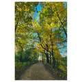 Pensive Promenade - Poster Print - Poster Prints