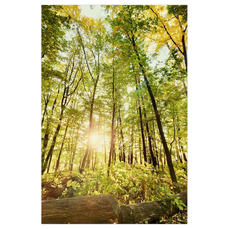 Light Within the Woods - Poster Print - Poster Prints