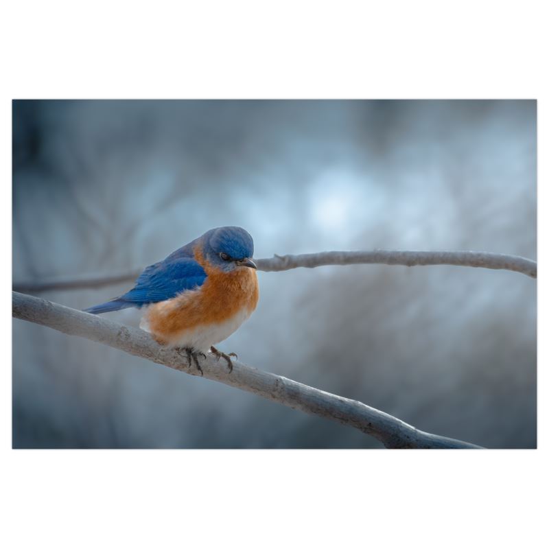 Cold Contemplation - Poster Print - Poster Prints