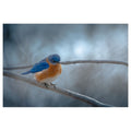 Cold Contemplation - Poster Print - Poster Prints