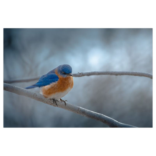 Cold Contemplation - Poster Print - Poster Prints