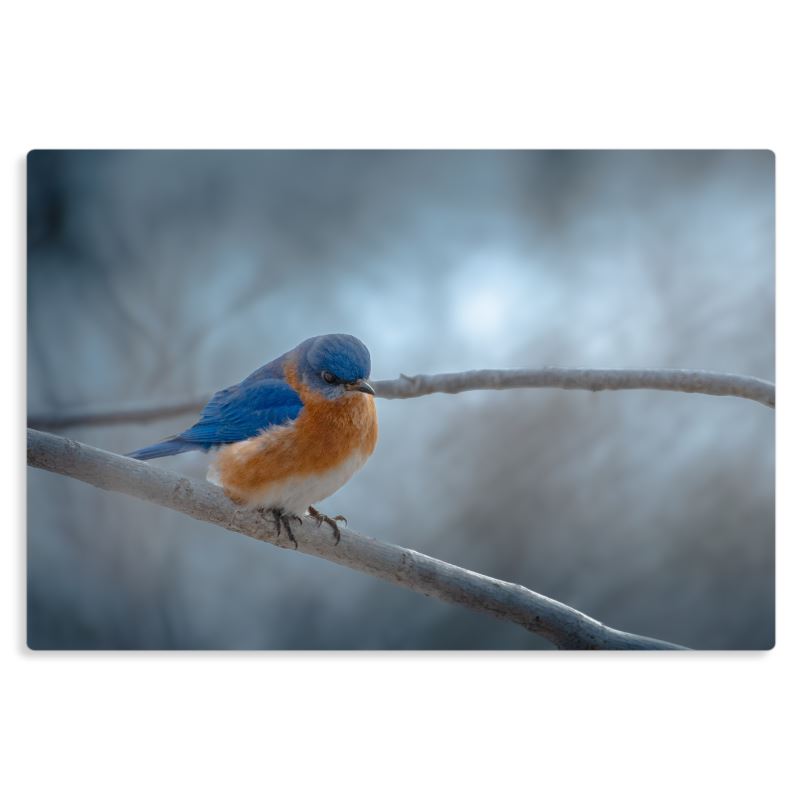 Cold Contemplation