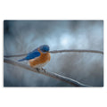 Cold Contemplation
