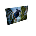 Steller - Canvas