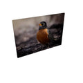 Robin Red Breast - Canvas