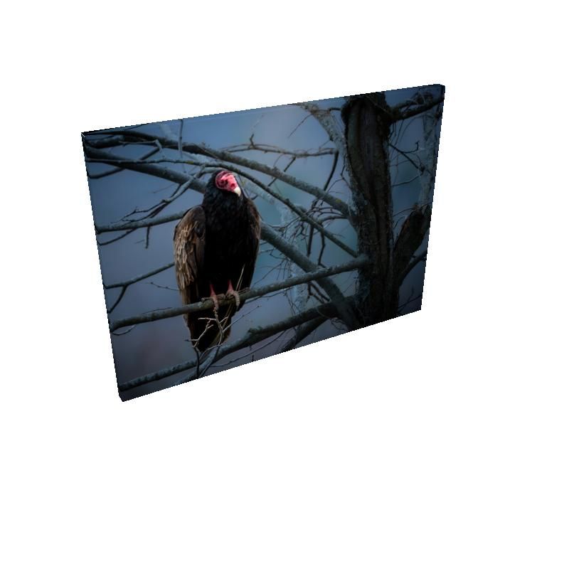 Johnny Crow - Canvas