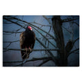 Johnny Crow