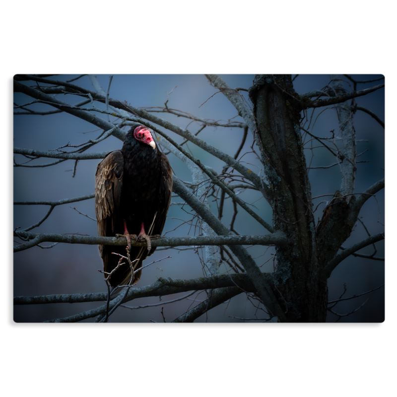 Johnny Crow
