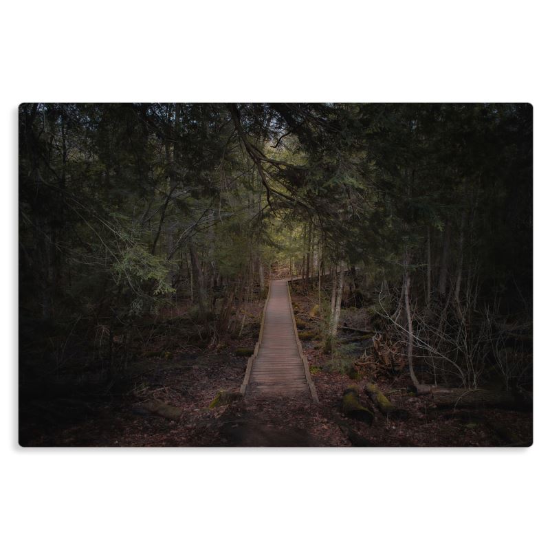Forest Boardwalk