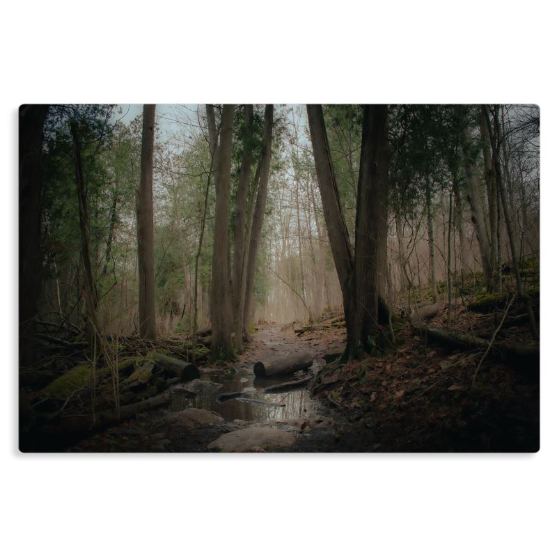 Woodland Marsh - Canvas
