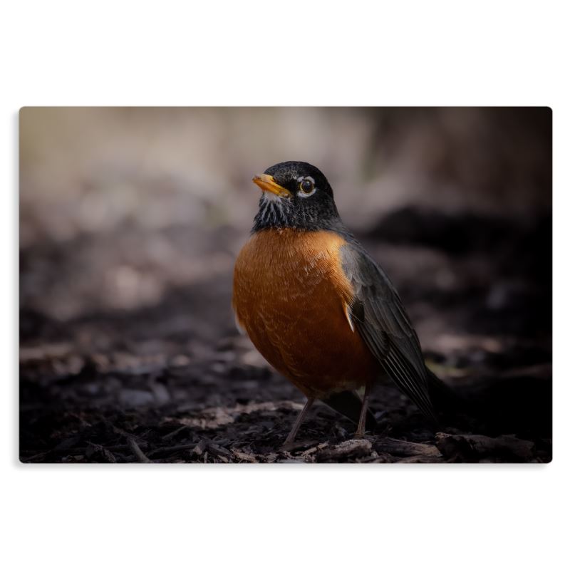 Robin Red Breast - Canvas