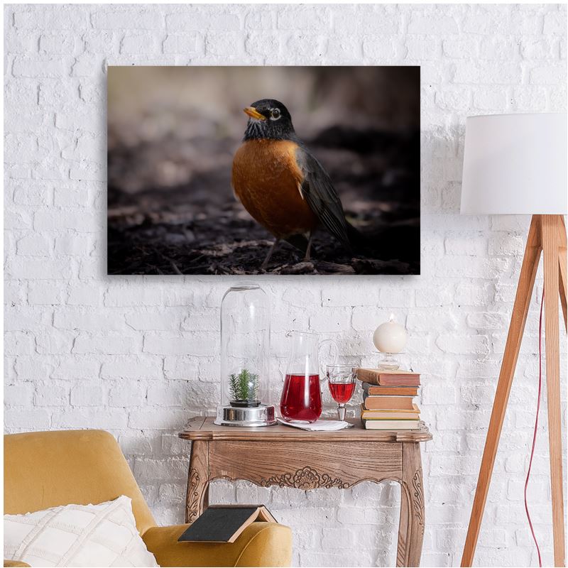 Robin Red Breast - Canvas