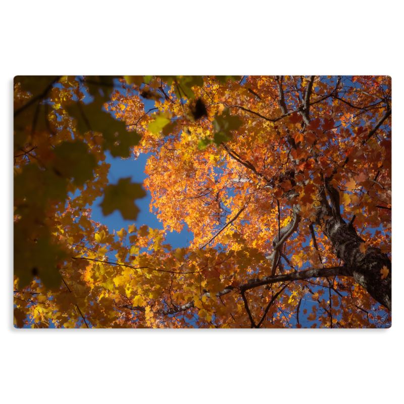 Living Tapestry