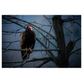 Johnny Crow - Poster Print