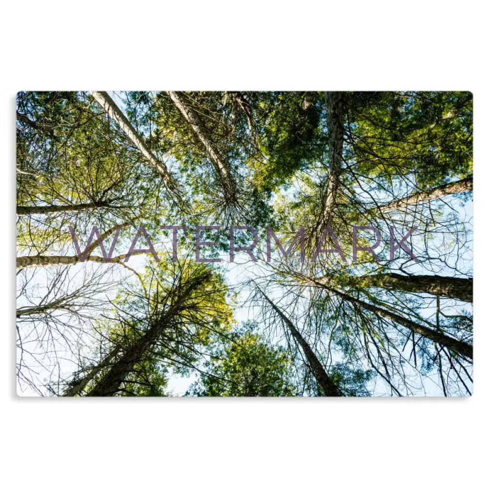 Canopy - Metal Prints