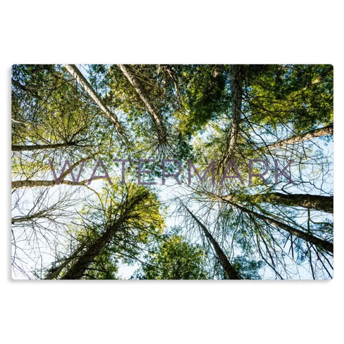 Canopy - Metal Prints