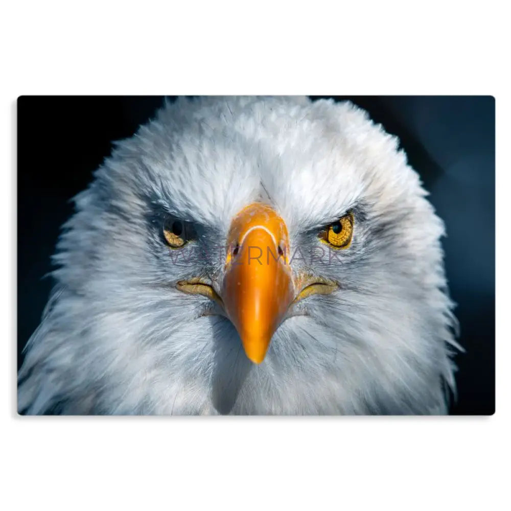 Sight - Metal Prints